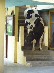 cow stairs