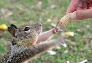 squirrel-give-that-peanut_zjxqd_r